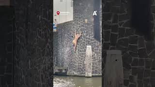 Thumbnail for Vrouw klimt als Spiderman kade op