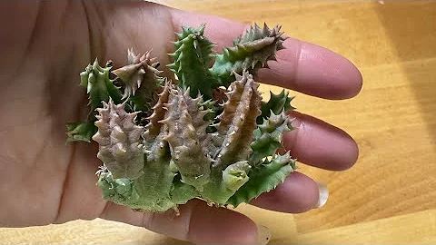 A Surprise Huernia Haul 🌵 Rare Stapeliads I’ve Been Waiting For!!