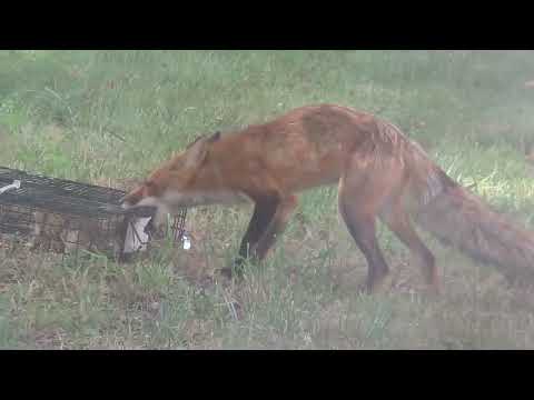 Squirrelinator and Fox