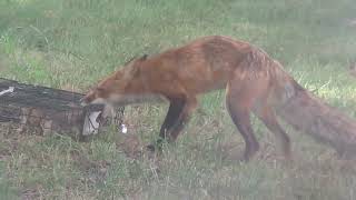 Squirrelinator and Fox