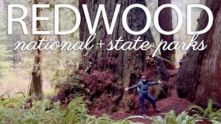 Redwoods National Forest | 2023