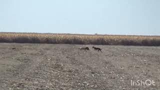 Cacería d hoy sábado 23 .. 4 corridas 4 agarradas. Les comparto los. Videos