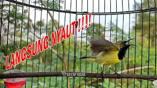 SOGON LIAR LANGSUNG PADA NYAUT // WILD SUNBIRDS IMMEDIATELY RESPOND TO THIS BIRD'S VOICE