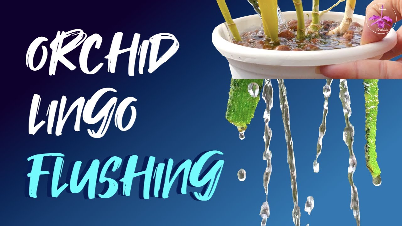 Flushing The Ultimate Guide to Healthy Roots The Importance of