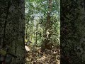 Wisata Alam di Hutan Indonesia #follow #like #live #love #shorts #subscribe #video #viral #food #dj