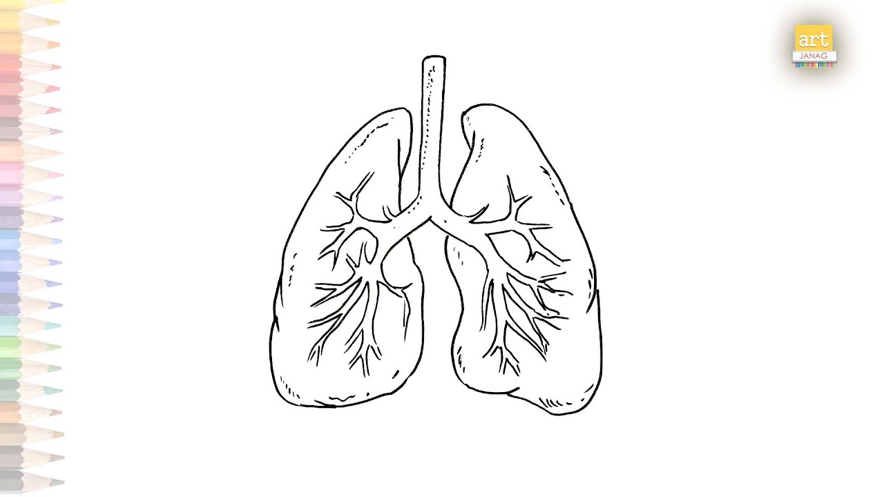 Lungs sketch Royalty Free Vector Image  VectorStock