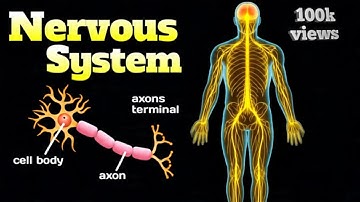 Inside Your Nervous System – How Your Brain & Nerves Control Everything