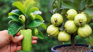 How to propagate guava trees using aloe vera to speed up rooting