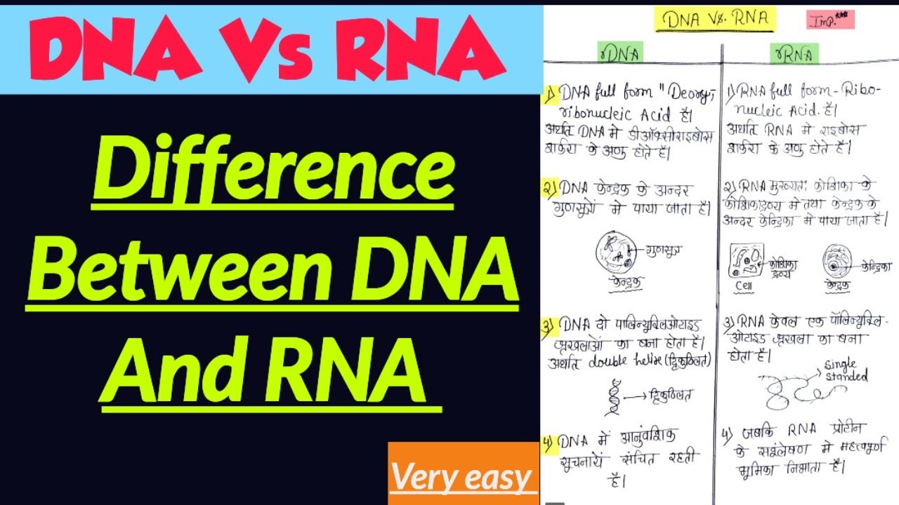 difference-between-dna-vs-rna-in-hindi