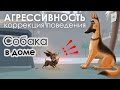 Агрессивность собак. "Собака в доме".