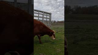 Moving Cattle to Winter Grazing