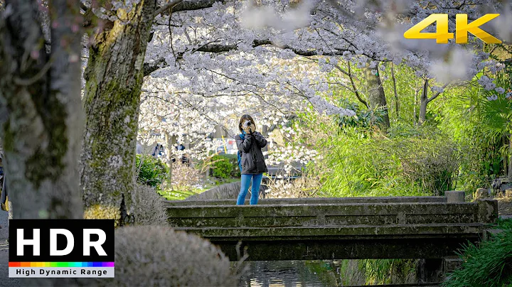 【4K HDR】Kyoto Cherry Blossoms - Philosopher's Path Sakura Walk Japan