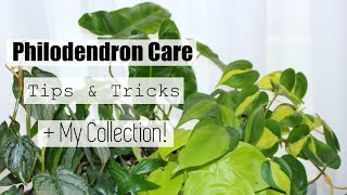 Philodendron Houseplant Care Tips & Tricks | My Philodendron Collection!