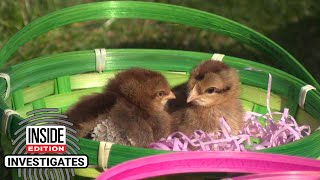 Think Twice Before Giving Baby Chicks and Ducklings at Easter