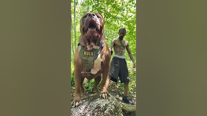 O maior Pitbull do mundo 🥵🔥    Pitbull Hulk agressivo, cachorro Pitbull de tamanho enorme 😱=Bigge