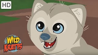 Wild Kratts  Reasons Why We Love Wild Animals | Kids Videos