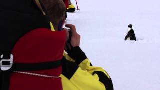 Shirley Island Penguin Colony: Antarctica