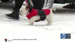 VIDEO: How to keep your pets safe in frigid weather