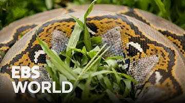 (ENG SUB) "Reticulated Python", a Wild Predator, the World