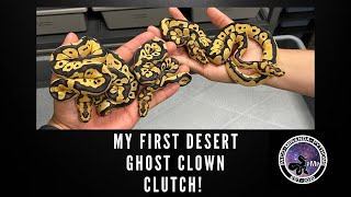 My First Desert Ghost Clown Clutch! Profile