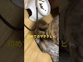 猫に初めてマタタビのおやつあげたらこうなった🐈