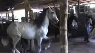 El Casique Caballo de Costa Rica Trotador