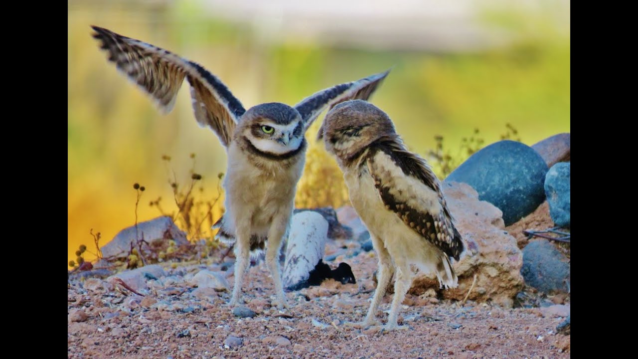 Baby Burrowing Owls Stretching Their Wings