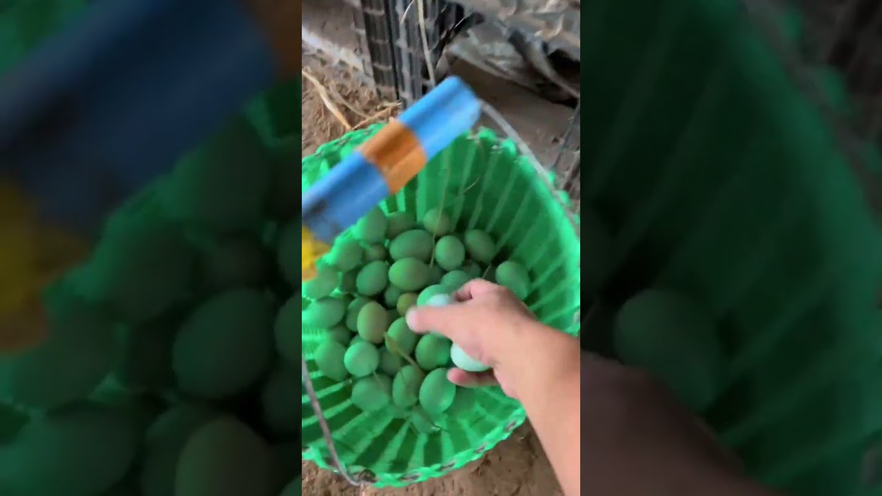 鸡蛋又爆窝啦#优质农产品 #抖音农产品 #农村生活