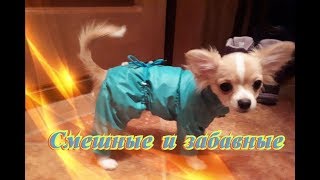 Прикольные животные Кошки Собаки Позитив Создай себе хорошее настроение Прикольные животные Кошки Собаки Позитив Создай себе хорошее настроение