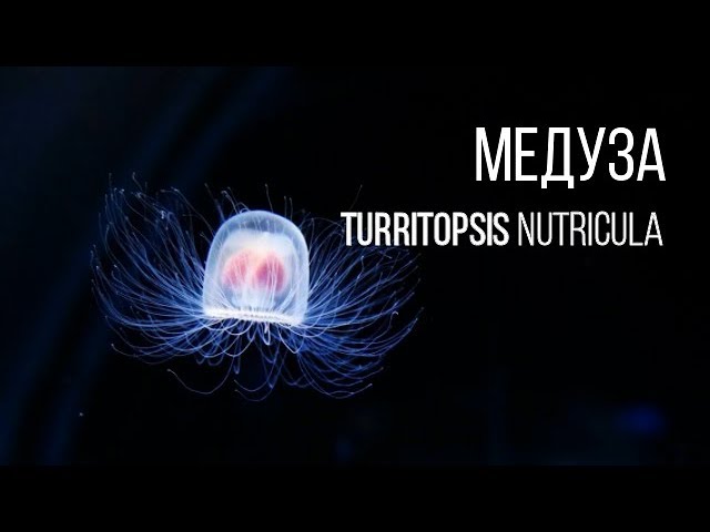 ОНА БЕССМЕРТНА - МЕДУЗА TURRITOPSIS NUTRICULA || ЖИВАЯ ЗЕМЛЯ