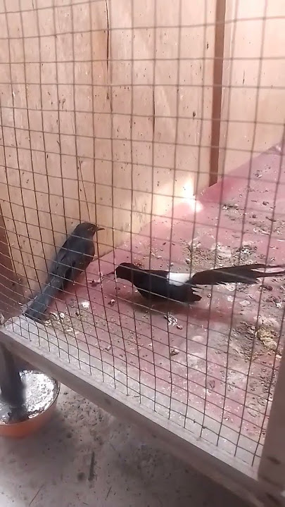 murai jantan merayu betina