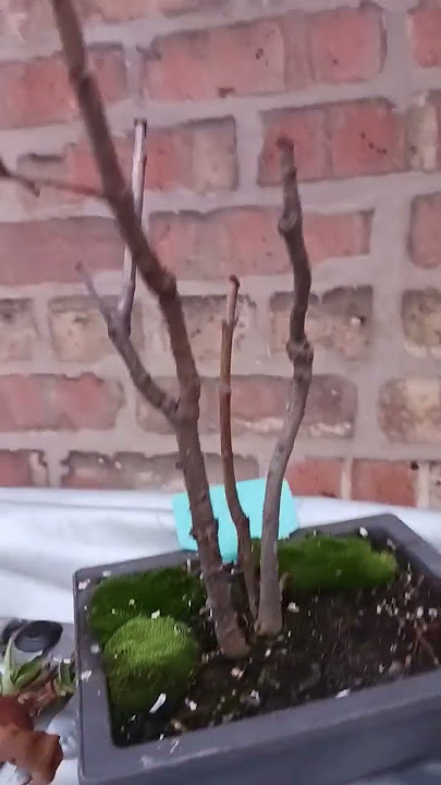 Lilac. Winter chop #bonsai#lilacs
