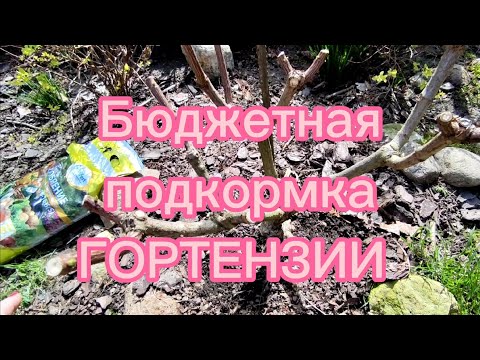 видео: Бюджетная подкормка ГОРТЕНЗИИ 🌿 Сроки,удобрение 🌿 Первые работы с ГОРТЕНЗИЕЙ после обрезки🌿