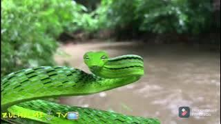 ULAR PUCUK /Ahaetulla prasina Snake
