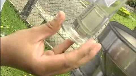 Porque o pinho e o eucalipto são utilizados na fabricação de produtos de limpeza?