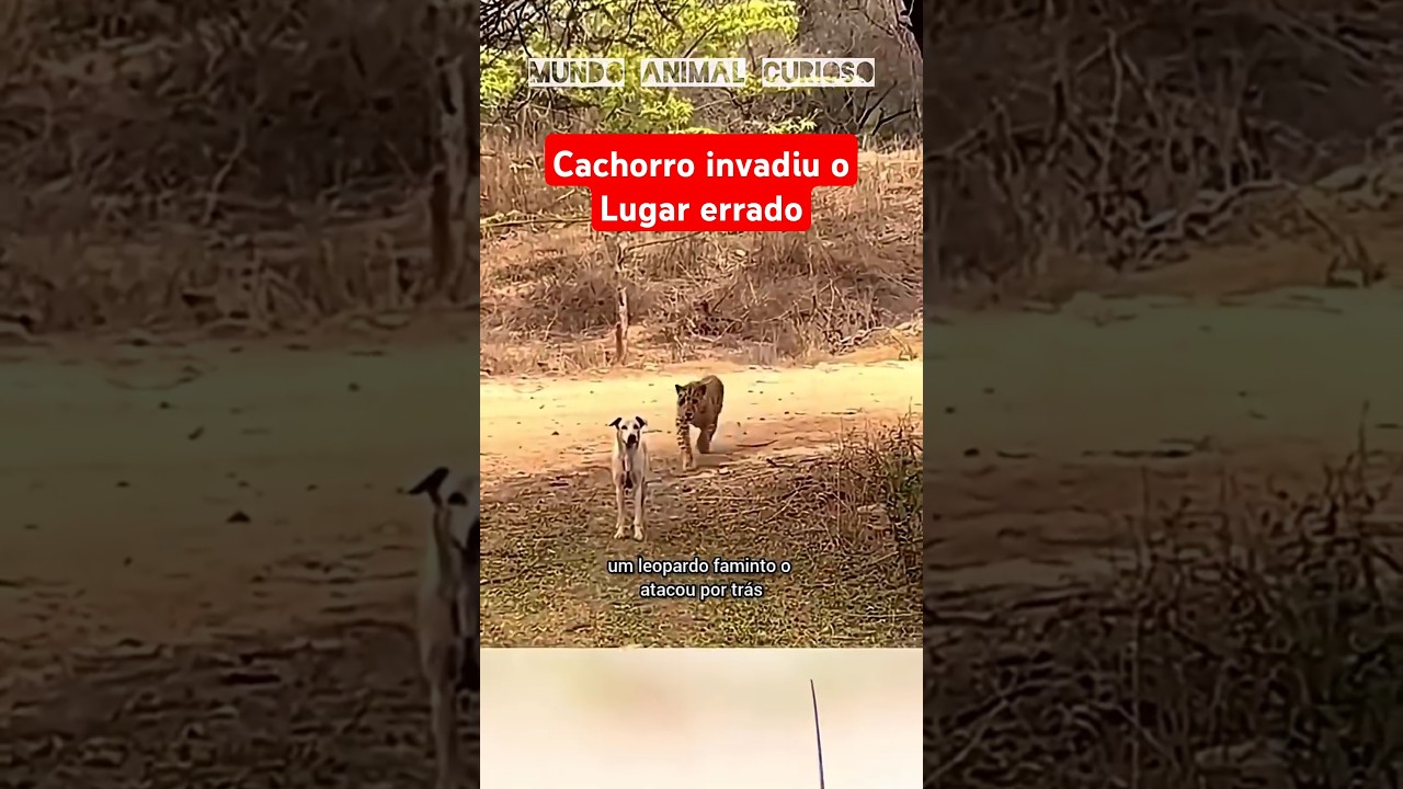 ANIMAIS QUE INVADIRAM O TERRITÓRIO ERRADO. #curiosidade… — Transcript
