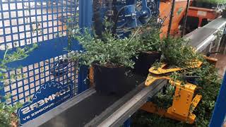 Kennisplants Cutting Ceanothus 5 Liter Pot.
