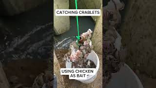 Catching crablets using chicken as bait.🦀 #fyp #seafood #crab #catch #comedy #viralvideo #viralvideo
