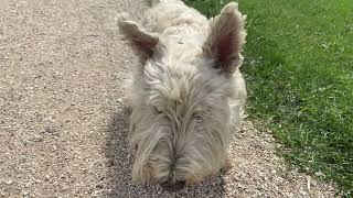 Rex the Wheaten Scottish Terrier!