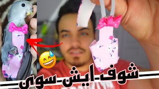 جبت لببغائي الروز اسمر ملابس ولبسته لا يفوتكم 🤣