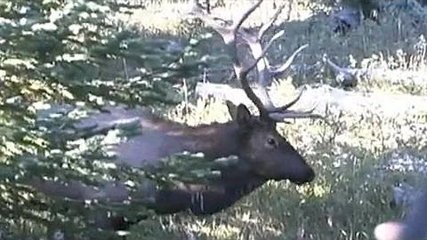 Best Archery Elk Hunt On Video - MossBack