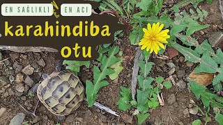 KARAHİNDİBA (Taraxacum Officinale) / İbn-i Sina'ya göre: BAŞTACI OLAN OT