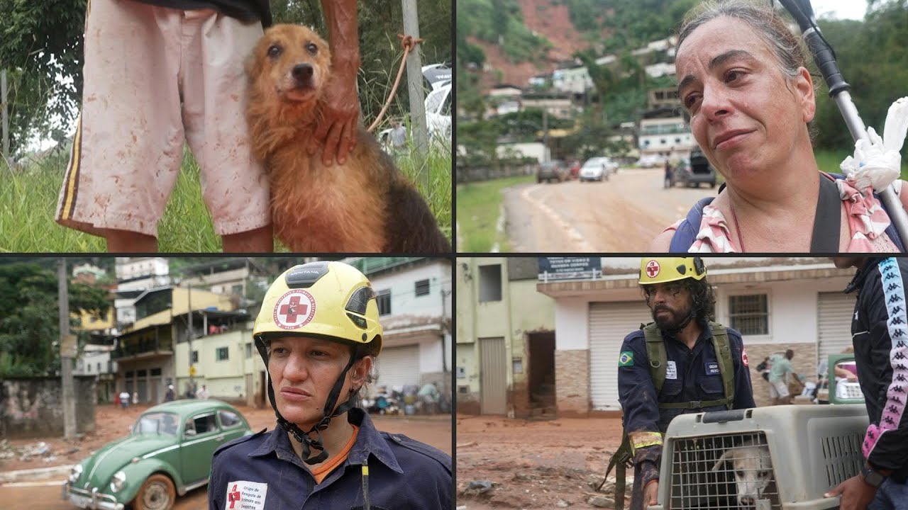 Cães e pássaros são resgatados após chuvas mortais em Minas | AFP