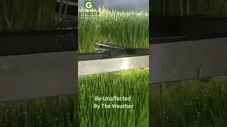 🌱🐄Smart Industrial Automatic Hydroponic Fodder Growing Machine System#hydroponics #foddergrass