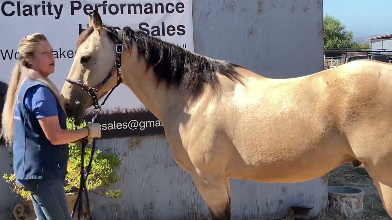 The difference between the color Buckskin and Dun 