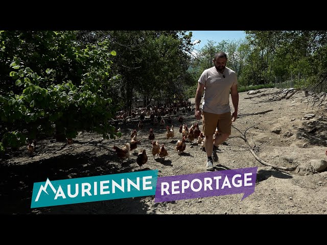 Maurienne Reportage #273 - Les si belles poulettes