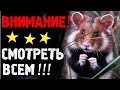 Самый ГЕНИАЛЬНЫЙ хомяк в России! Посмотрите ЧТО вытворяет! А что сказал бы на это Дмитрий Потапенко?