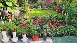 GARDEN OVERVIEWS, PLANTS UPDATES With Gardening Tips and Tricks