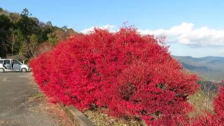 横倉山展望台のコメツツジと越知の町