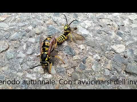 accoppiamento di vespe - wasps mating